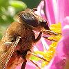 Abeja en flor