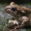 Sapo partero ibrico - Alytes cisternasii