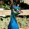 Pavo real