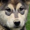 Cachorro