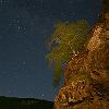 Arbol bajo las estrellas