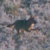 Lobo a la carrera