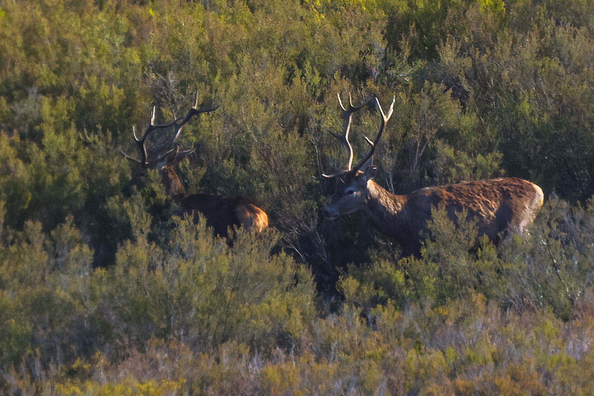 Pareja de ciervos en la Sierra de la Culebra (Zamora)
