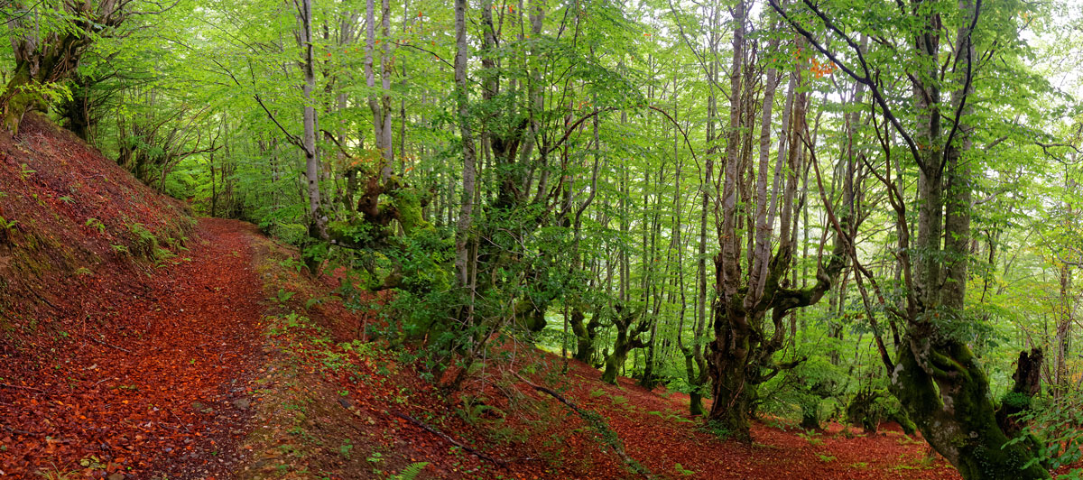 Bosque asturiano