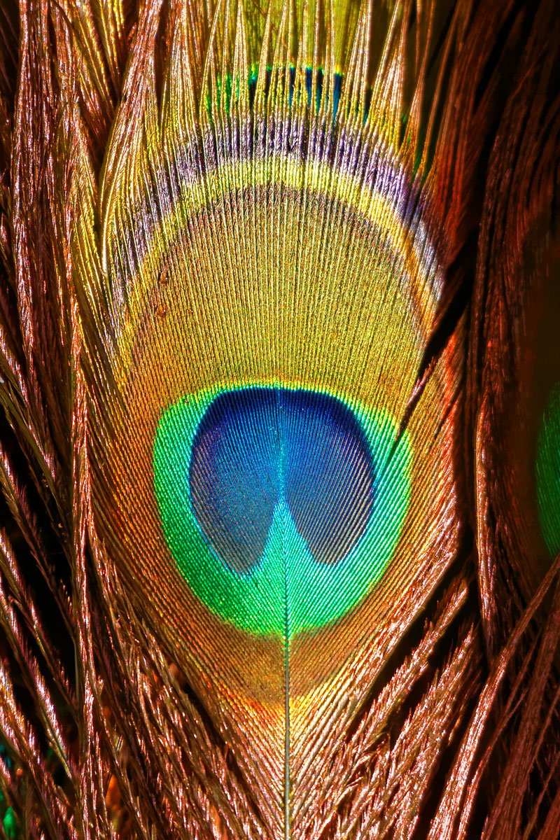 Detalle de la cola de un pavo real (Pavo cristatus)